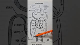 blood circulation in 1 min bloodcirculatorysystem biology humanheart [upl. by Fotinas]