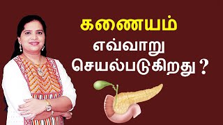 Pancreas  Structure and Functions  Tamil [upl. by Llennol]