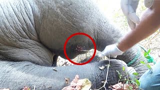 Pus filled abscess caused the elephant to limp Wildlife guardians were there to treat [upl. by Ahsi]