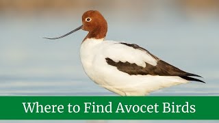 Where to Find Avocet Birds  What does the avocet eat  Avocet Scientific Name [upl. by Coleen660]