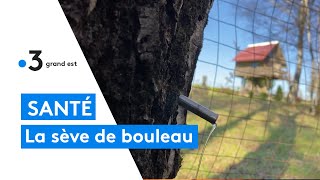 La récolte de la sève de bouleau a commencé [upl. by Ganny631]