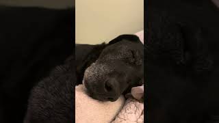 3 minutes of my dog snoring [upl. by Ovid]