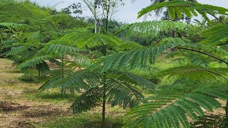 Plantación de Pachaco  Schizolobium parahybum [upl. by Nahtnanhoj]