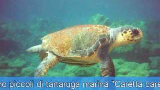 La nascita della tartaruga marina Caretta caretta Parte Prima [upl. by Emmalyn]