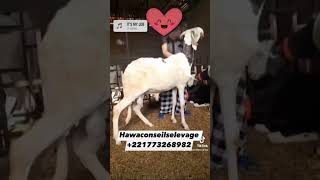 Mouton ladoum agneau de luxe goat breeder breeding animals [upl. by Mitchel]