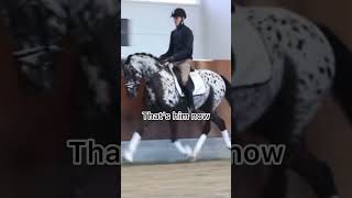 Totilas and Spotilas edit 😔💓 OritheAraber dead totilas spotilas dressage viral [upl. by Ynatil]