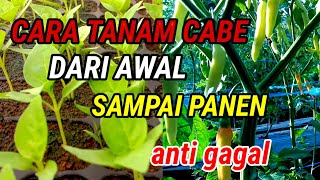 CARA TANAM CABE DARI AWAL SAMPAI PANEN CABE BERBUAH LEBAT ANTI GAGAL [upl. by Itnava]