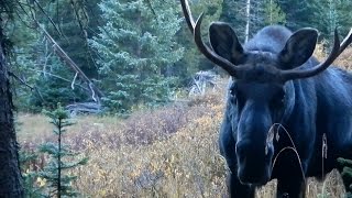 CRAZY CLOSE Bull moose nearly steps on Hunters [upl. by Annabella]