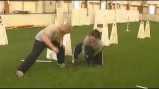 Staffy Flyball Training Staffordshire bull Terrier [upl. by Idnahk]