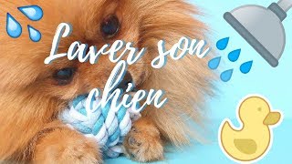 Comment laver son chien [upl. by Jerrilee534]