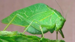 The Katydid Leaf Bug [upl. by Anaeco]