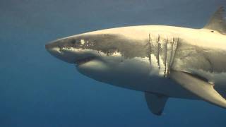 Great Whites of Guadalupe 1 [upl. by Eiclek402]