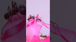 Feeding Roses To My Ant Colony  Leaf Cutter Ants [upl. by Ennagrom]