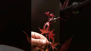 Rooting Japanese Maple Cuttings [upl. by Jaala769]