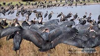 Marabou storks [upl. by Yelac]