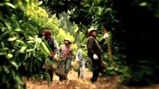 TV Commercials California Avocado Branded Ad Content from Sovereign Media [upl. by Ernesto730]