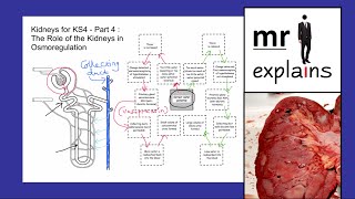 mr i explains Kidneys for KS4  Part 4 The Role of Kidneys in Osmoregulation [upl. by Tamra]