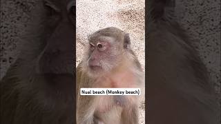 Exploring Koh Larn ep 4 Nual beach also known as Monkey beach [upl. by Sletten]