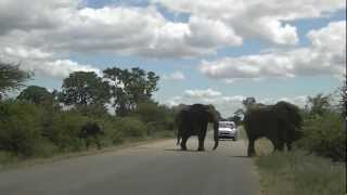 Elephants cleaning the Kruger National Park [upl. by Aynatahs974]