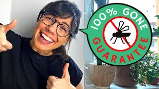 How to get rid of FUNGUS GNATS EASY  100 EFFECTIVE [upl. by Pradeep]