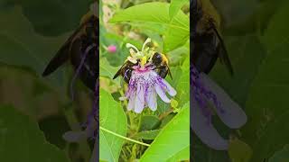 The Passionflowers were great for the bees Ram Sorat Giberson gardening [upl. by Weixel420]