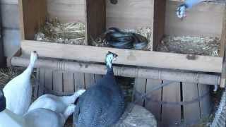 Guinea fowl checking out snake [upl. by Walls]