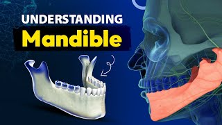 Understanding Mandible [upl. by Enellek]