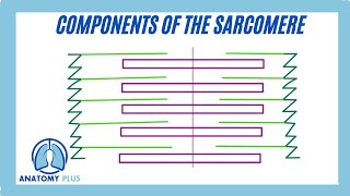 Sarcomere Components [upl. by Yecac614]