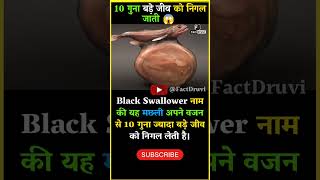 black swallower fish shorts trending ytshorts viral factsinhindi facts [upl. by Einuj]