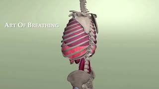 Rib Animation During Breathing [upl. by Ryan267]