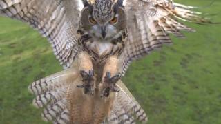 Eagle owl in flight high speed camera AMAZING slow motion camera [upl. by Yadsendew]