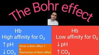 Bohr effect  What is Bohr effect and Mechanism of Bohr effect [upl. by Hgielanna]