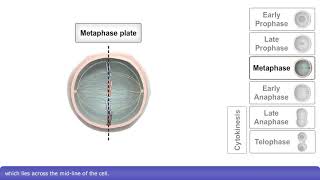 Mitosis and Cytokinesis [upl. by Klein525]