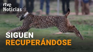 LINCE IBÉRICO Deja de estar en PELIGRO de EXTINCIÓN y pasa a ser una quotESPECIE VULNERABLEquot  RTVE [upl. by Egief977]