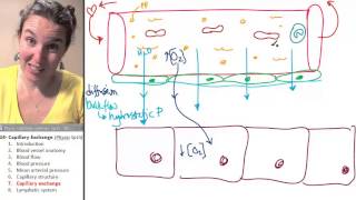 Capillary exchange 7 Function [upl. by Garik]