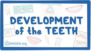 Development of the Teeth [upl. by Llenaej864]