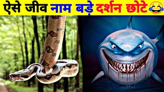 इस जीव की हड्डी गिनते थक जाओगे 😲 Most Bone and Less Bone Animal  Shark  Python  Shorts [upl. by Ahsiemaj]