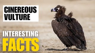 Amazing facts of Cinereous Vulture  Interesting Facts  The Beast World [upl. by Micaela]