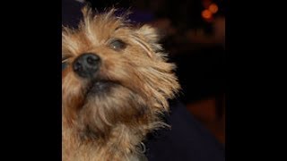 Norwich Terrier with Paroxysmal Dyskinesia [upl. by Lletnohs32]