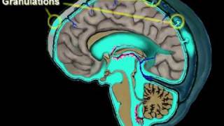 Cerebrospinal Fluid Circulation [upl. by Knepper]