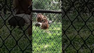 Baboon Kansas City Zoo [upl. by Asiuqram]