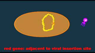 GENETICS 2 TRANSDUCTION [upl. by Santana]