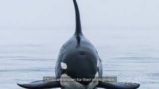 Fascinating Facts About Orcas What You Didnt Know About Killer Whales [upl. by Deegan]