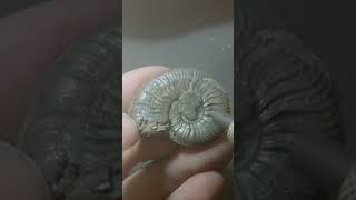 Pyrite Ammonite [upl. by Perl]