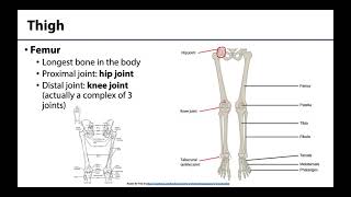 Lower Limb  Bones amp Joints [upl. by Biron]