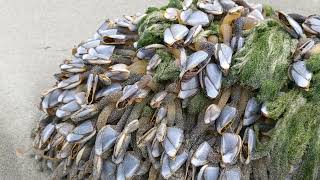 Gooseneck barnacles live on log at the beach  Washington Wildlife [upl. by Kilian]