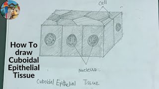 How To Draw Cuboidal Epithelial Tissue step by step  howtodrawcuboidalepithelialtissue [upl. by Dacie254]