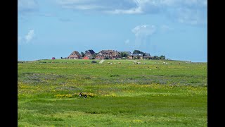 Hallig Hooge Juli 2024 [upl. by Apollo]