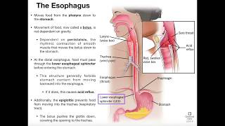 Anatomy amp Physiology of the Esophagus [upl. by Negaet]