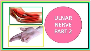 ULNAR NERVE PART 2 [upl. by Krein]